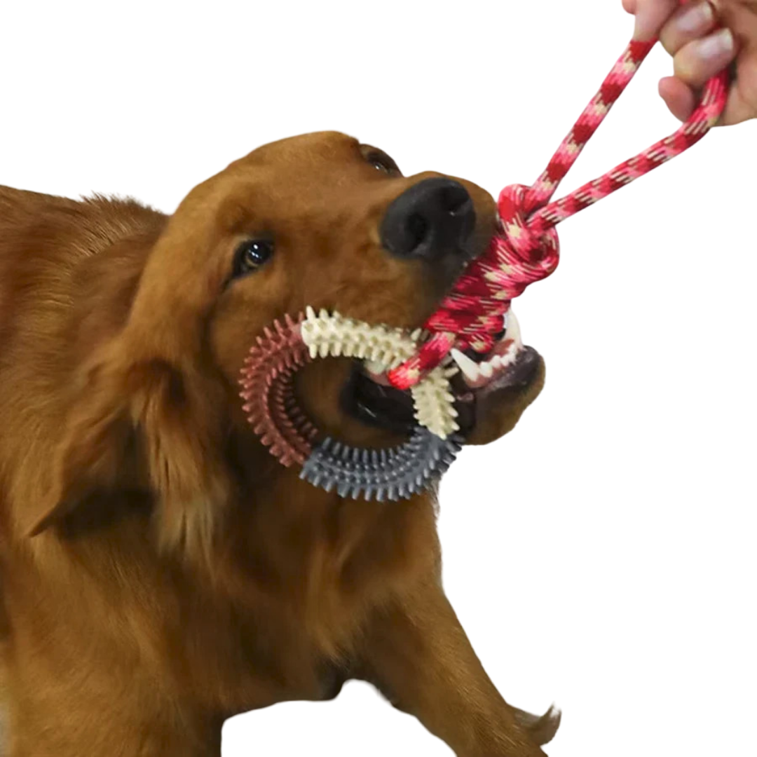 Hunde-Beißspielzeug - Seil mit Ring